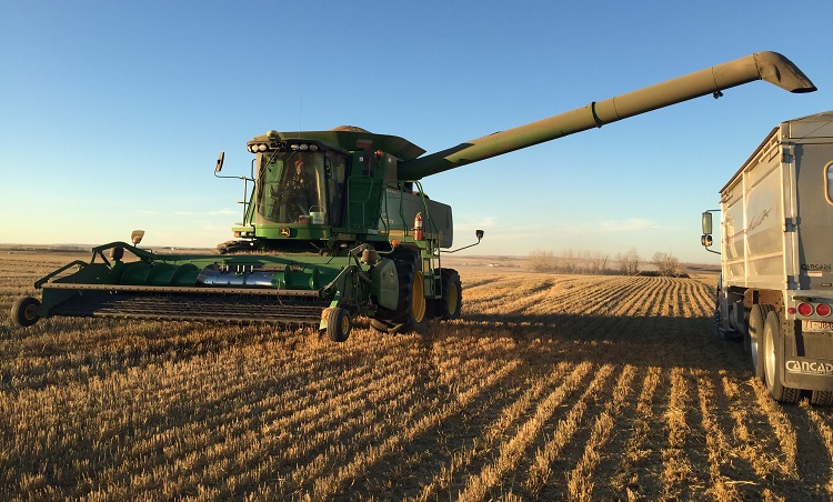 Alberta Barley Looking For Farmers To Join The Team LacombeOnline 