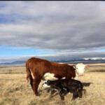 Alberta Beef Producers Host Virtual Meeting On June 11 Lethbridge