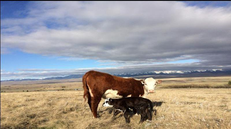 Alberta Beef Producers Host Virtual Meeting On June 11 Lethbridge 